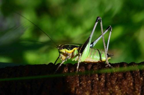 Réf. 125 747 : Eupholidoptera chabrieri chabrieri