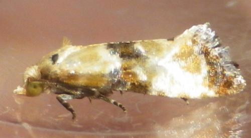 Réf. 125 019 : Eupoecilia angustana