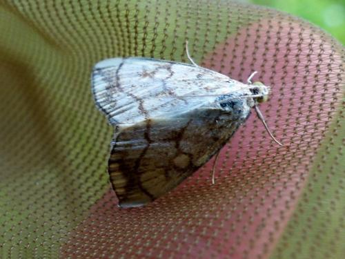 Réf. 125 904 : Evergestis pallidata