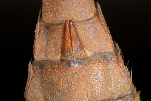 Cordulegaster boltonii
