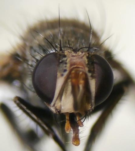 Actia sp.