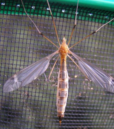 Tipula selene