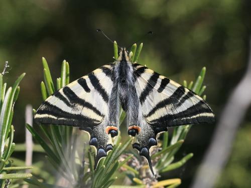 Réf. 125 671 : Iphiclides podalirius
