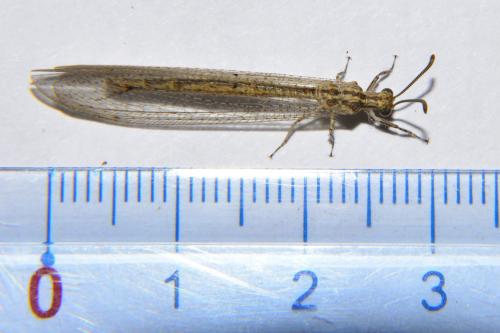 Réf. 125 512 : Neuroleon arenarius