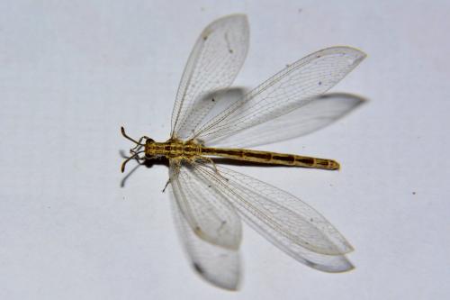Neuroleon arenarius