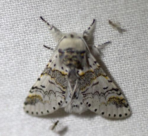Furcula sp.