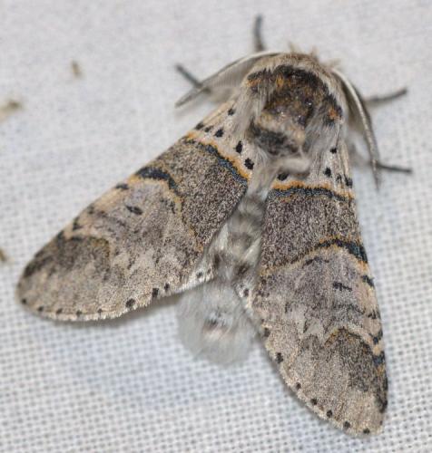 Réf. 125 039 : Furcula bifida