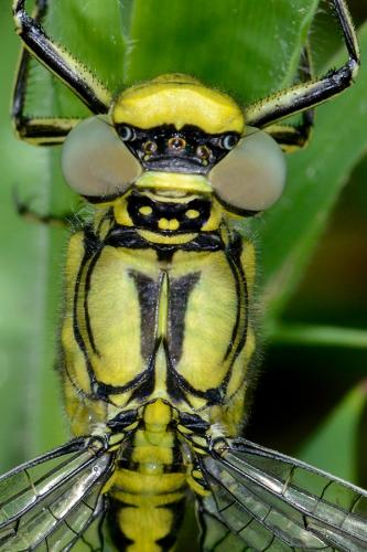 Gomphus pulchellus