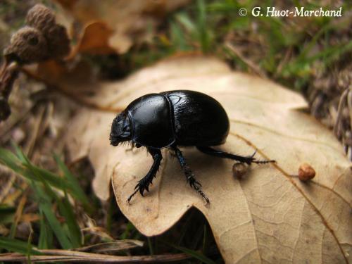 Anoplotrupes stercorosus