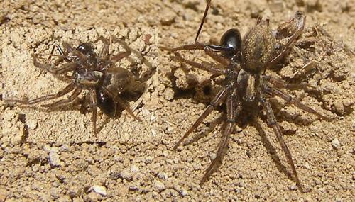 Nomisia sp.