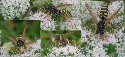 Polistes dominula