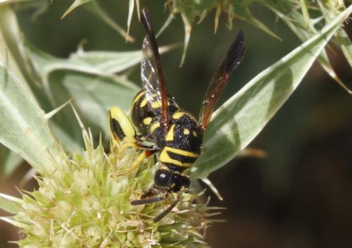 Leucospis gigas