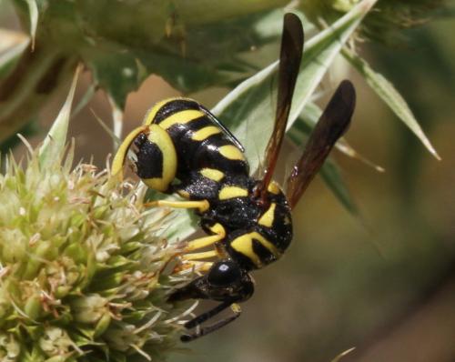 Leucospis gigas