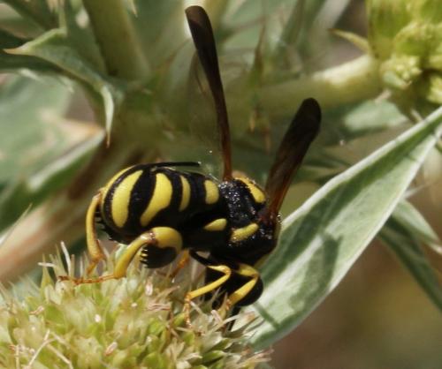 Leucospis gigas