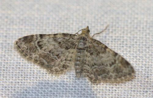 Réf. 125 386 : Gymnoscelis rufifasciata