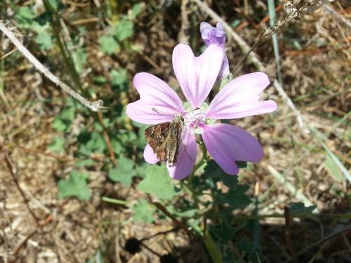 Réf. 125 158 : Carcharodus alceae