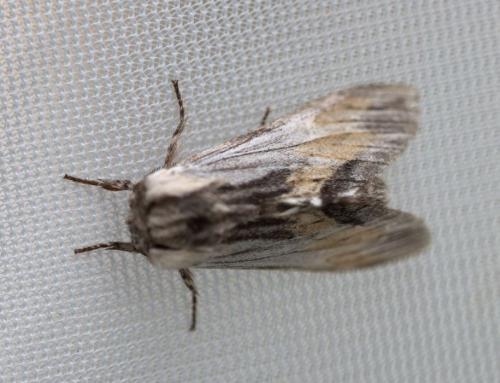 Harpyia milhauseri