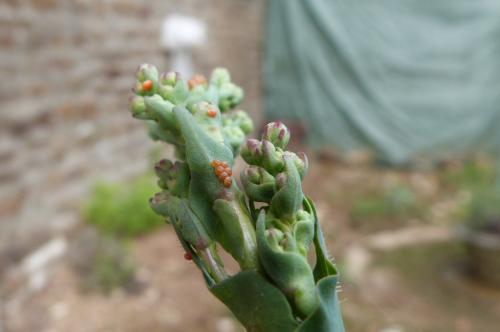 Hecatera dysodea