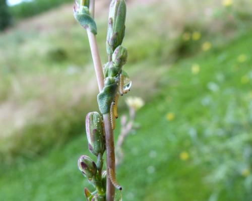 Hecatera dysodea