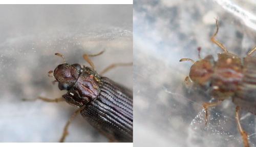 Helophorus sp.