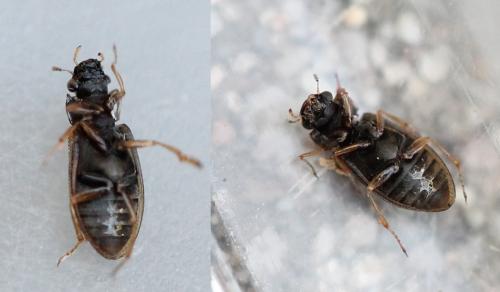 Réf. 125 226 : Helophorus sp.