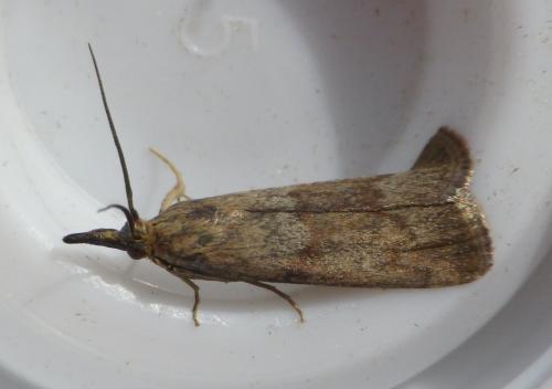 Réf. 125 151 : Hypochalcia ahenella