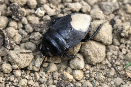 Réf. 125 982 : Cydnus aterrimus