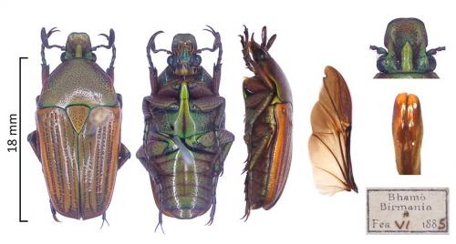 Heterorhina barmanica