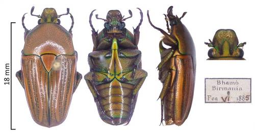Heterorhina barmanica