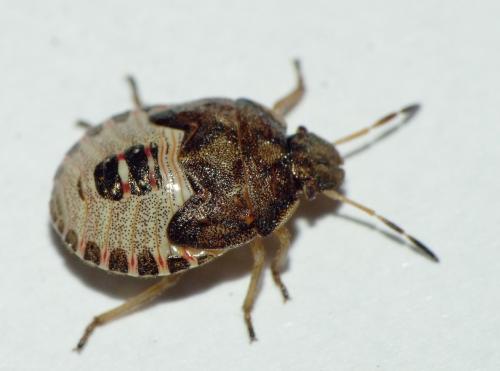 Peribalus strictus vernalis