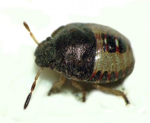 Réf. 125 923 : Peribalus strictus vernalis