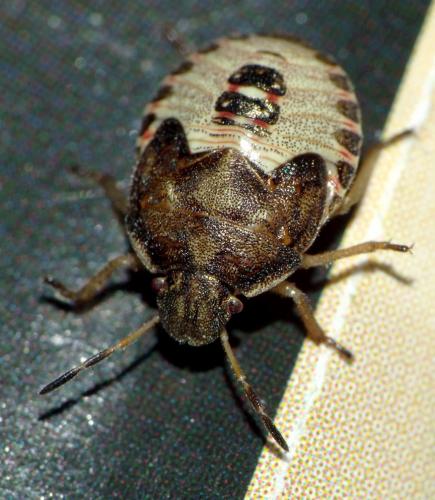 Réf. 125 056 : Peribalus strictus vernalis
