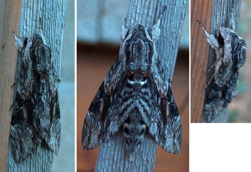 Agrius convolvuli