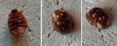 Myzia oblongoguttata
