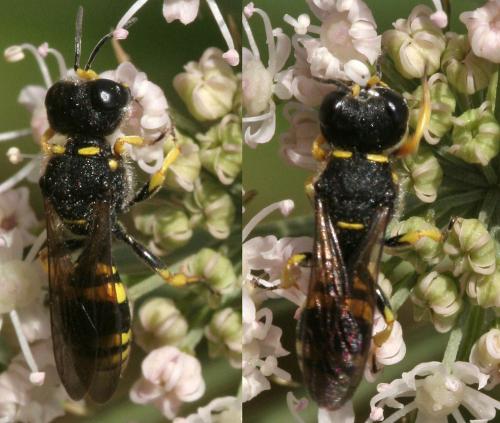 Réf. 125 389 : Ectemnius continuus punctatus