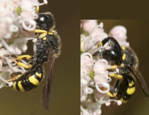 Réf. 125 390 : Ectemnius continuus punctatus