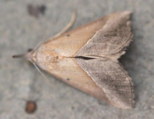 Réf. 125 057 : Hypena lividalis