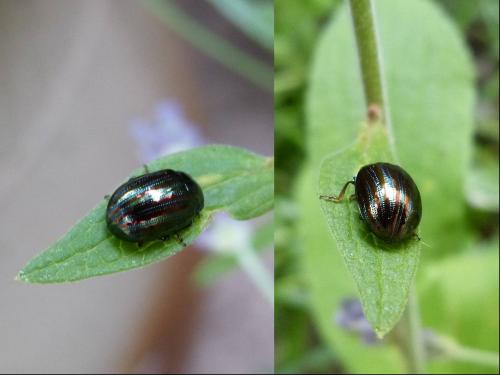 Chrysolina americana