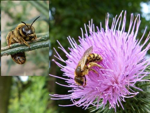 Réf. 125 310 : Halictus scabiosae