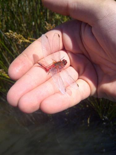 Sympetrum sanguineum