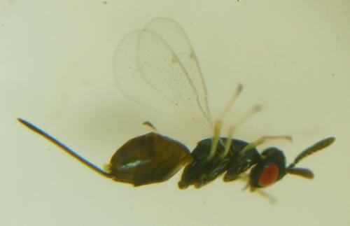 Réf. 125 645 : Torymoides sp.