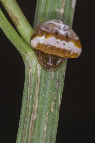 Cyrtarachne ixoides