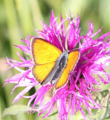 Lycaena hippothoe