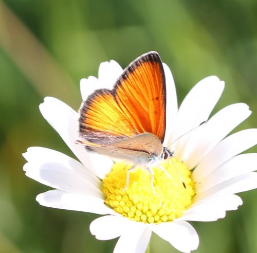 Lycaena hippothoe
