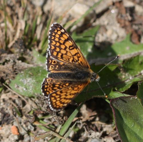 Réf. 125 333 : Melitaea cinxia