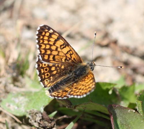 Réf. 125 332 : Melitaea cinxia