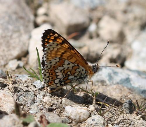 Réf. 125 334 : Melitaea cinxia