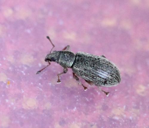 Réf. 125 455 : Polydrusus aeratus