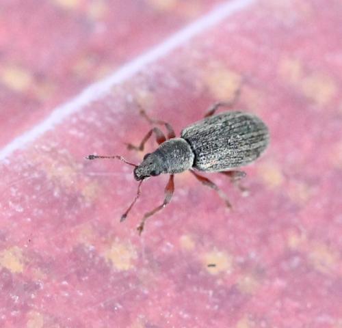 Réf. 125 456 : Polydrusus aeratus