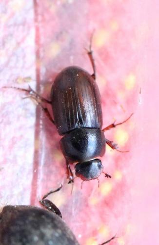 Planolinus fasciatus